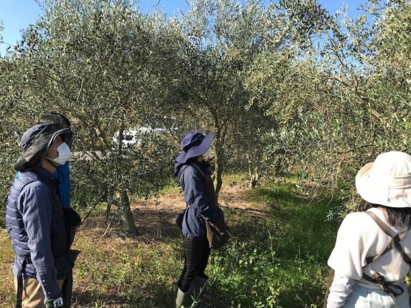 三豊市の名産・オリーブについて学ぶ「三豊産オリーブオイルを味わい尽くす」。座学から、実際のオリーブ畑での収穫、さらにオリーブオイルについてまで学ぶ（提供：瀬戸内・暮らしの大学）