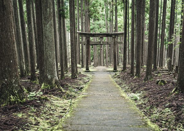 地域にある氏神（写真は賀茂神社）