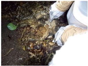 オオススメバチなどは土の中に巣をつくることもある。発見したらすぐに専門事業者へ相談したい（出典：東京都ペストコントロール協会HP)