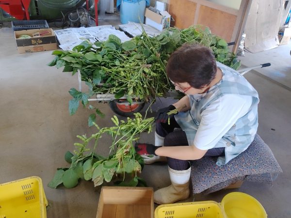 農家民宿がスタートしたのは約50年前といわれている。30軒を超える農家民宿がある秋田県仙北市だが、どのような背景があったのだろうか。日本で農村の原風景を体験できる農家民宿を取材した。