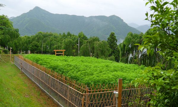 大嘗祭のあらたえの麻畑と東宮山