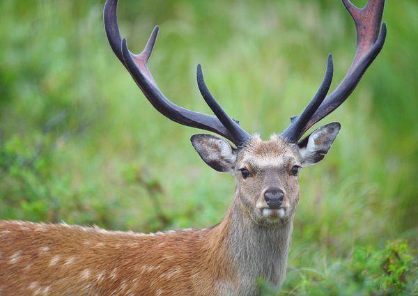 獅子舞のように鹿の皮をかぶった神話の例もある