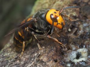 オオスズメバチは世界最大のスズメバチだ。危険性もトップクラスといえる