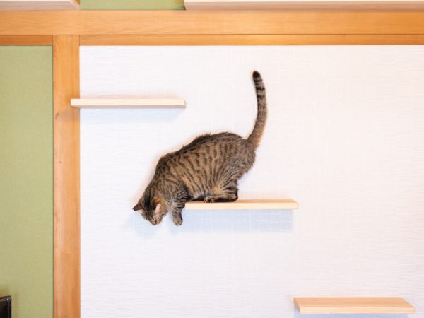 大きなウッドデッキをつくれたのは郊外だからこそ