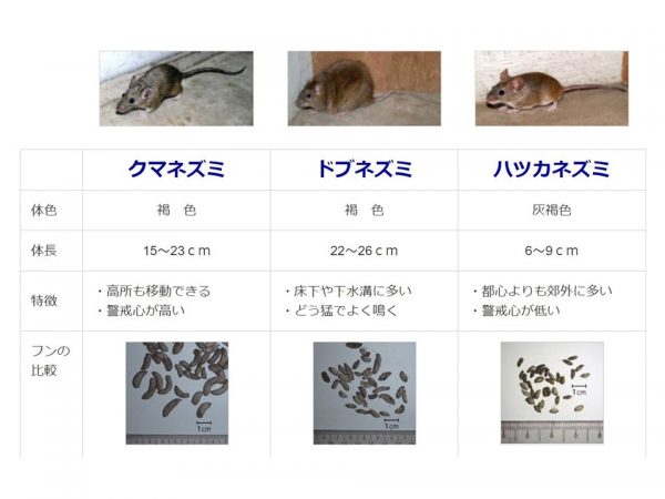 住宅に定着するのはおもに「クマネズミ」「ドブネズミ」「ハツカネズミ」の3種類。どれも500円玉ほどの隙間があれば家の中に入ってくる（出典：東京都ペストコントロール協会HP)