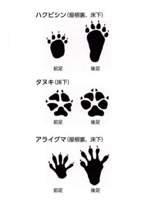 ハクビシンと同じようにアライグマやタヌキも住宅に営巣することがあるが、アライグマは特に気性が荒く、タヌキは高所に登ることはない（出典：東京都ペストコントロール協会HP)