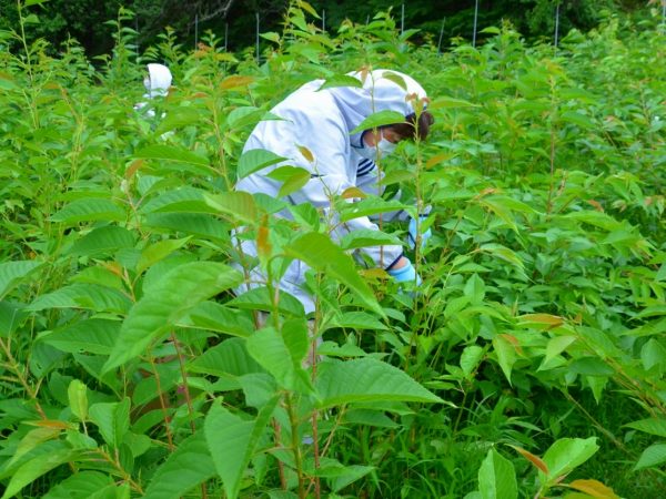 1枚1枚手摘みしている伊豆での収穫風景