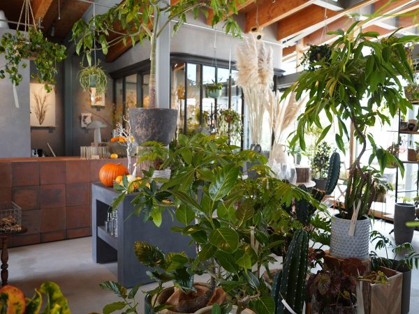 大空間に「小さなイエ」があちこちに