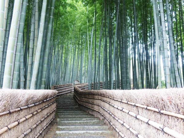 きちんと手入れされていれば竹林は美しいものだが……