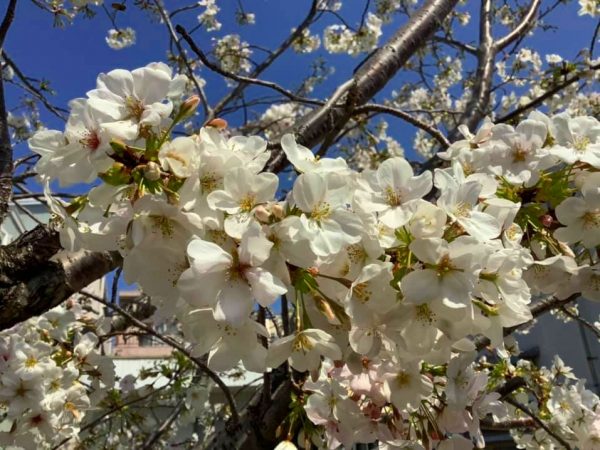 1枚1枚手摘みしている伊豆での収穫風景