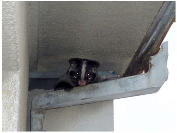 軒下の侵入口から顔をのぞかせるハクビシン（出典：東京都ペストコントロール協会HP)