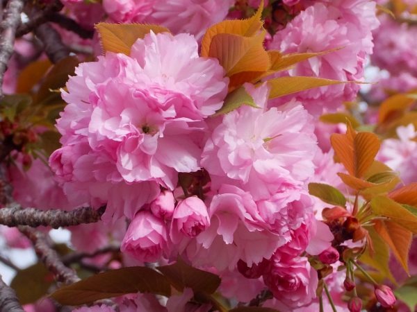 1枚1枚手摘みしている伊豆での収穫風景