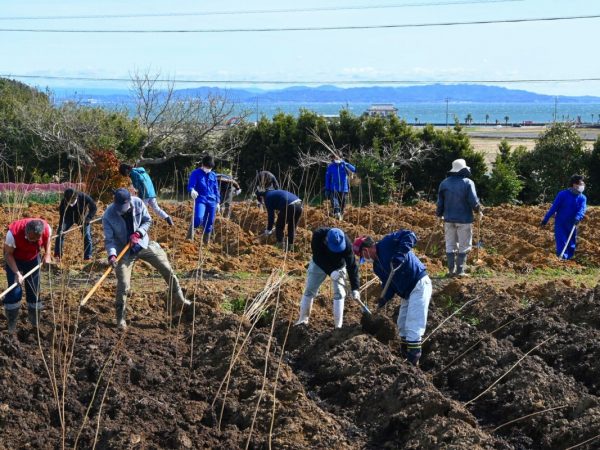愛知・南知多町の農地に1000本の大島桜のほか、食用桜花の関山、観賞用として早咲きの大漁桜を植樹。海と桜の美景も楽しめそう