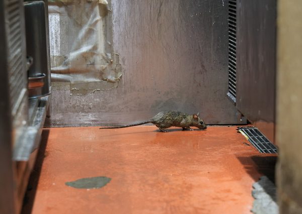 ネズミの被害を防ぐには…