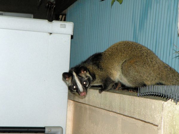 住宅街に現れるハクビシン