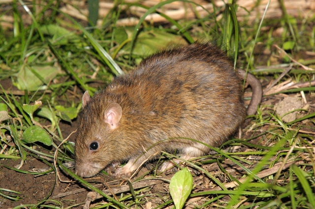 ネズミ被害の対処方法。住宅に住み着き火災発生の原因にも | 住まいの