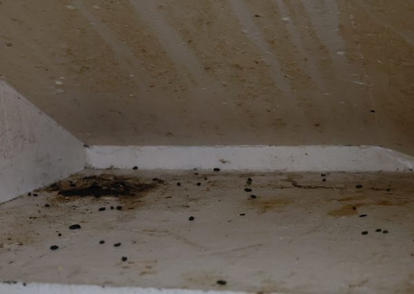 住宅を汚すネズミの糞