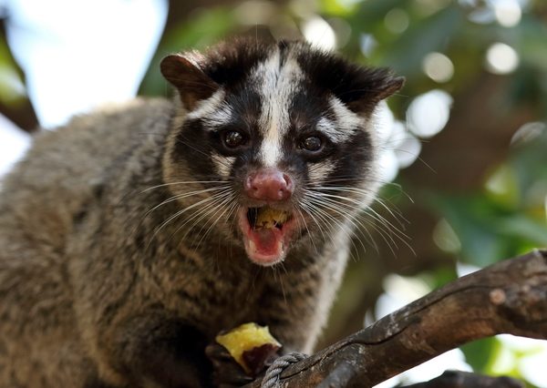 ハクビシンに噛まれると、怪我だけでなく感染症などの危険性も生じる