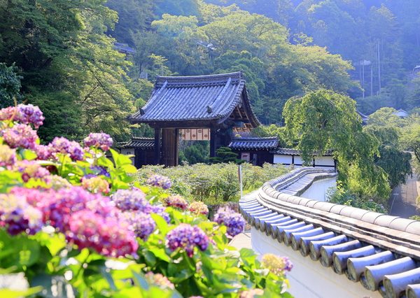 あじさいでも有名な長谷寺は「わらしべ長者」が祈った観音様があるという