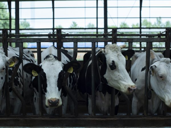 北海道の東部、根室管内の中部に位置する中標津町