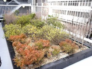3階のルーフトップに設けられた植栽コーナーは、東京の閉館ビルに設置されていた植栽を移設して再利用。これもリユースの社会実験の一環
