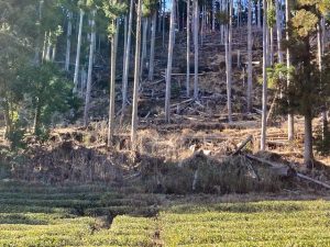 地元のおばあちゃんたちが管理する茶畑。その後ろには放置されたままの間伐材が横たわっている（筆者撮影）