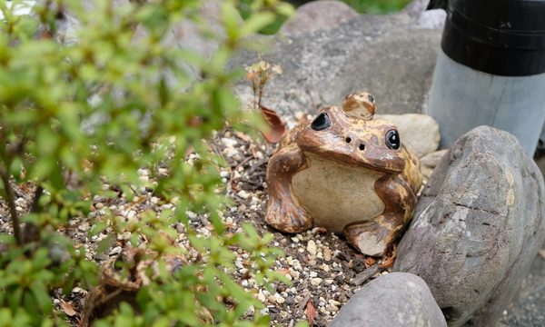 狸は商売繁盛のお守り