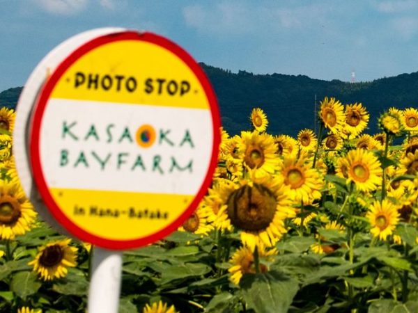 画像出所　笠岡市公式ウェブサイト