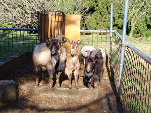 かつての小京都ブームで全国で知られるようになった津和野町。中心部から少し離れた地域に「うしのしっぽ」がある