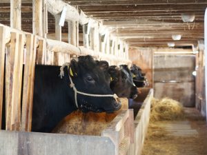 「うしのしっぽ」のある山中には牧場もあり、名称の通り、牛がいる