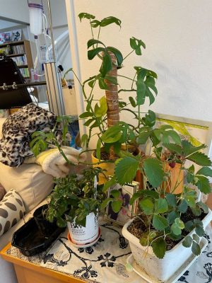 娘さんが行っている園芸の品々。室内には大好きなアイドルの写真やポスターも飾られて、心地よい空気が流れる