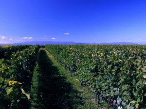 千曲川ワインバレーは、降水量が少なく日照時間が長い気候や、水はけがよい土壌の質などが、ワイン用ぶどうの栽培に適している