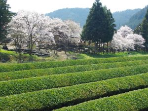四季折々の季節の移ろいを楽しむことができる、自然豊かな東白川村