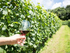 ワイン特区の指定を受けたことで、ワインづくりに勢いがついた東御市。ワインづくりは雇用創出にも貢献