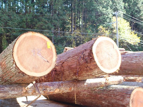 目の詰まった東白川村名産の良質な東濃ひのき。住宅建築が増えれば林業など関連産業も潤う