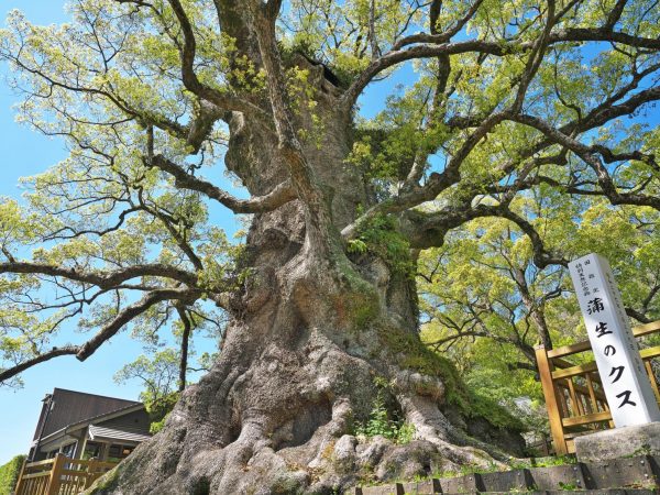 ▲日本一の巨樹として環境庁の認定を受けた蒲生八幡神社の「蒲生の大楠」は姶良市を代表する観光名所。樹齢約1600年とされている御神木だ（鹿児島県観光サイトより）。「ちょっと行けばすぐ近くに観光名所が揃っている点も姶良の魅力です」と山元さん。なお、姶良市では新庁舎の完成を記念して2024（令和6）年12月に「eスポーツフェスタ」を開催予定。eスポーツへの関心が高い若者世代だけでなく、高齢者も楽しめるような多世代交流の場を作り、姶良の地域振興事業として育てていく計画だ