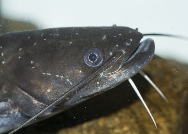 アイヌの昔話にも登場する「鯰が暴れると国土が壊れる」という逸話