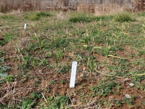 耕作放棄地にはニンニクが植えられていた（2023年撮影）