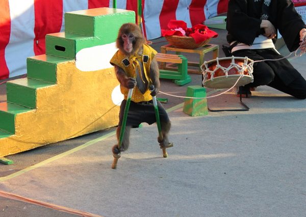 獅子舞、猿回し、ガマの油売り…路上で芸を披露する「大道芸人」、家を