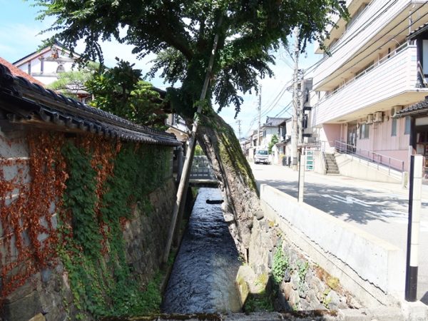 中村高畠用水。用水脇から巨木が伸びており、印象的な風景