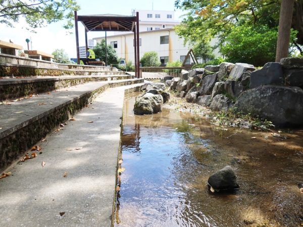 中村高畠用水。用水脇から巨木が伸びており、印象的な風景