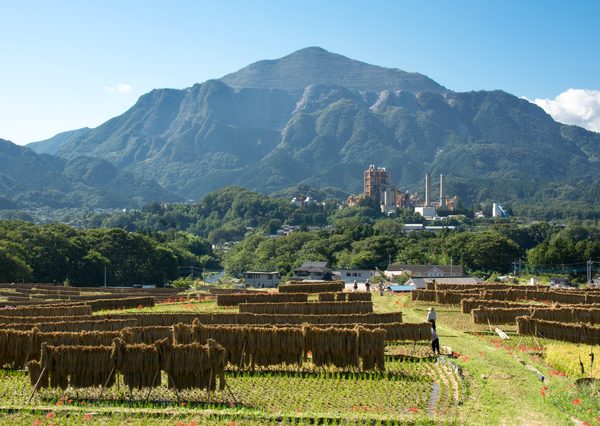 秋の寺坂棚田と武甲山の風景