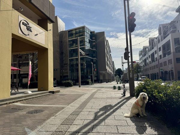 ベイタウンの様子。無電柱化されて明るくおしゃれな雰囲気