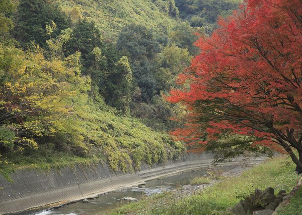 歌に詠まれた竜田川（龍田川）の紅葉