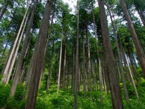 “都市木造”は巨大な貯木場。木ならではの循環に目を向ける