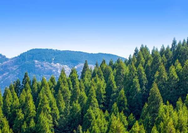 “都市木造”で森に関心をもつ機会を創造する