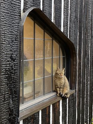大の猫好きであった大佛次郎にちなんで、猫も一緒にお出迎え（写真：宮沢洋）