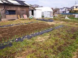 こちらの畑は、馬小屋の裏にあり、暖かくなってくると本格的な農作業が始まる