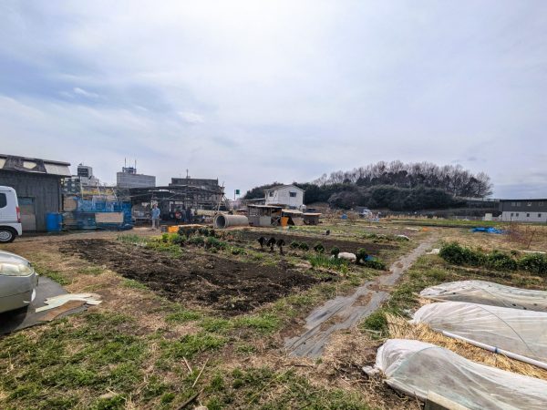 手前は、隣接する農家の畑で、くにたち農園の会で利用契約を結んで活用している