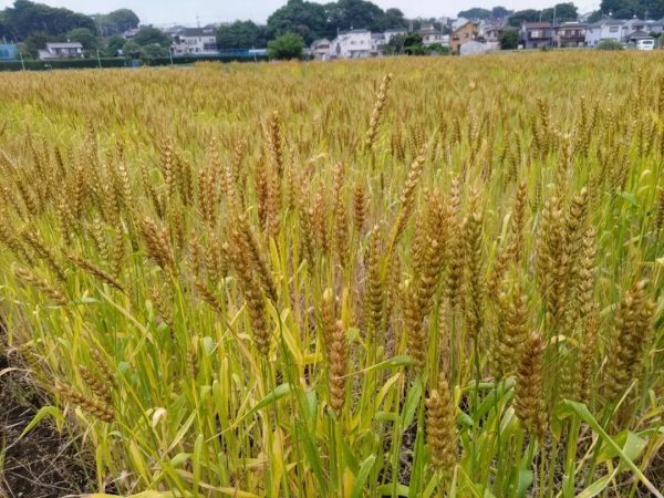 初夏には小麦がたわわに育った。近隣には新築住宅が増えてきている（画像：くにたち農園の会提供）